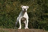 BOULEDOGUE AMERICAIN 344